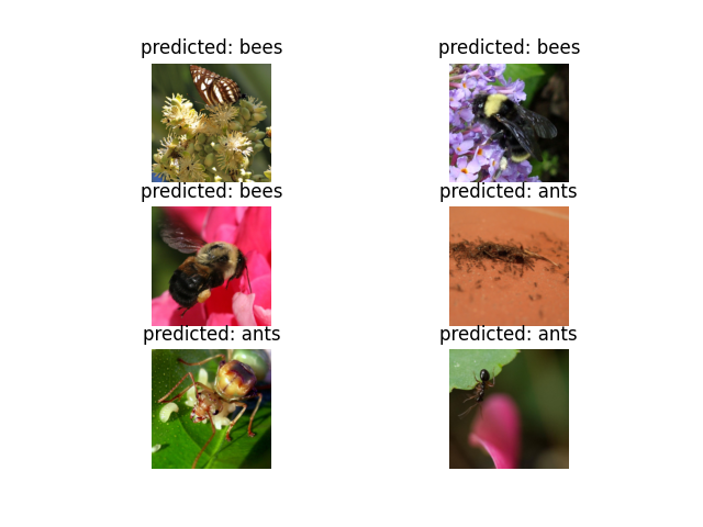 predicted: bees, predicted: bees, predicted: bees, predicted: ants, predicted: ants, predicted: ants