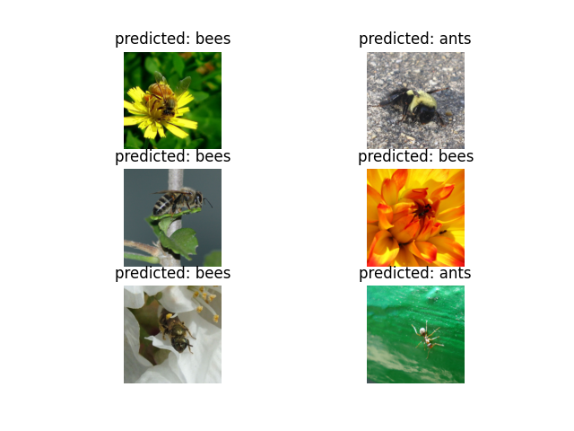 predicted: bees, predicted: ants, predicted: bees, predicted: bees, predicted: bees, predicted: ants